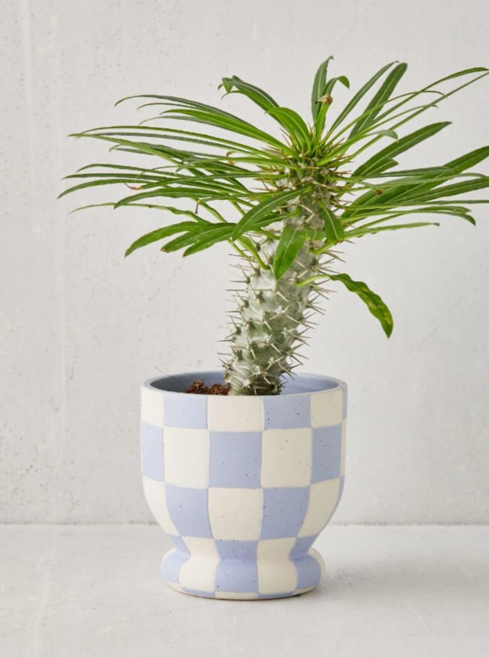 Checkered Blue Planter